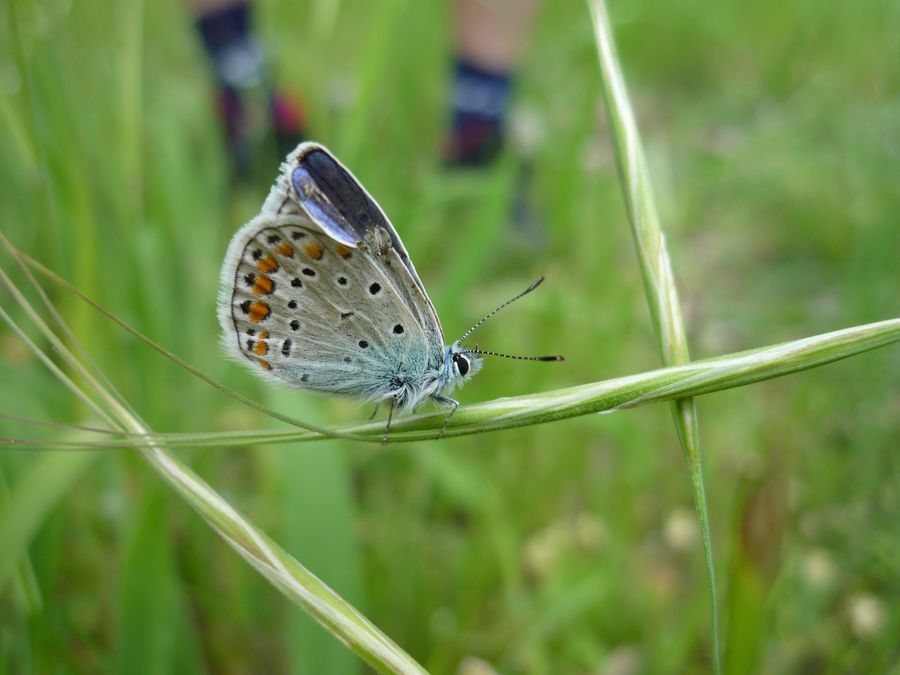 Polyommatus icarus?