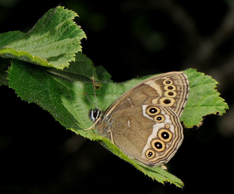 Lopinga achine nella foresta di Jussy, Ginevra