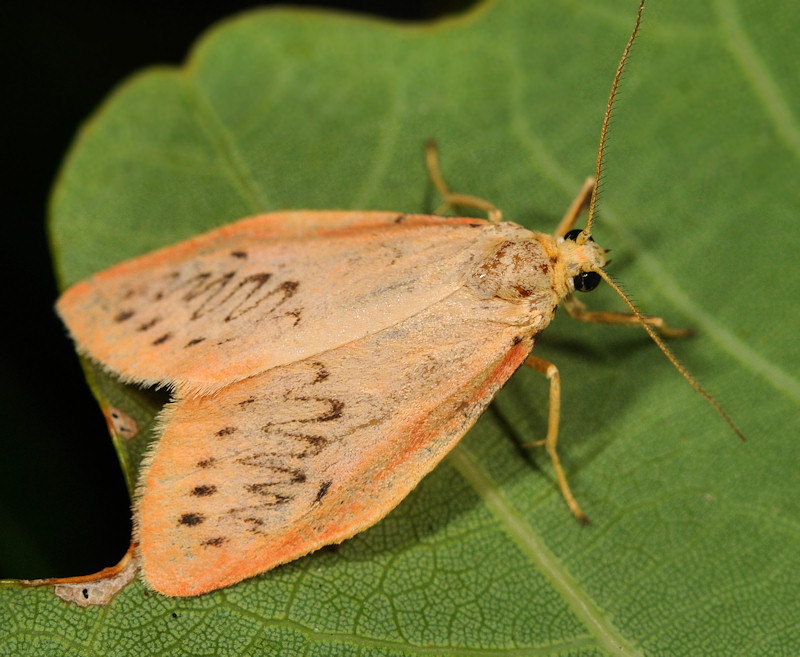 Caccia al lume vicino Ginevra, con un po'' di nuovi amici