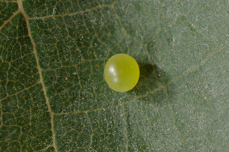 Theretra alecto, Sphingidae