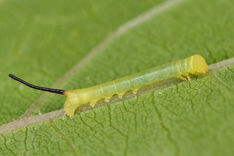 Theretra alecto, Sphingidae