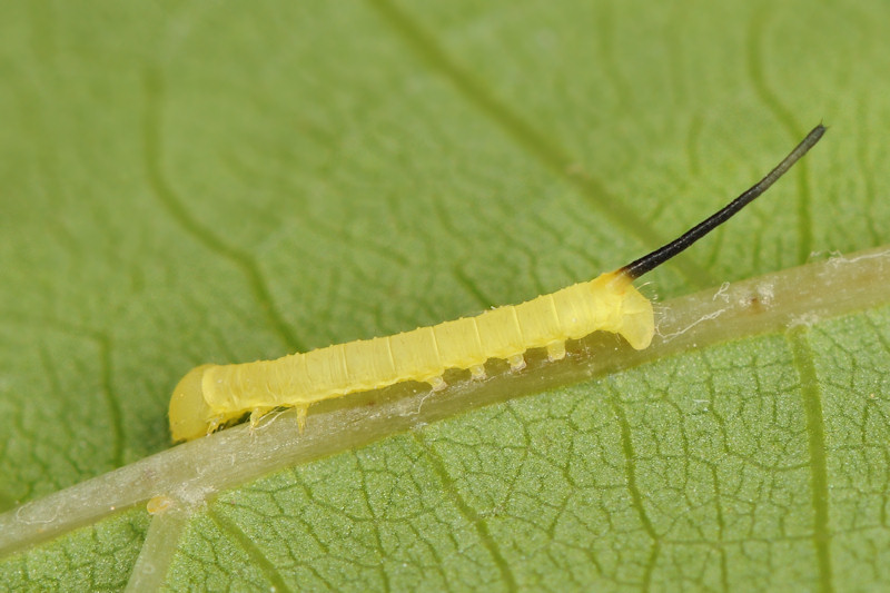 Theretra alecto, Sphingidae