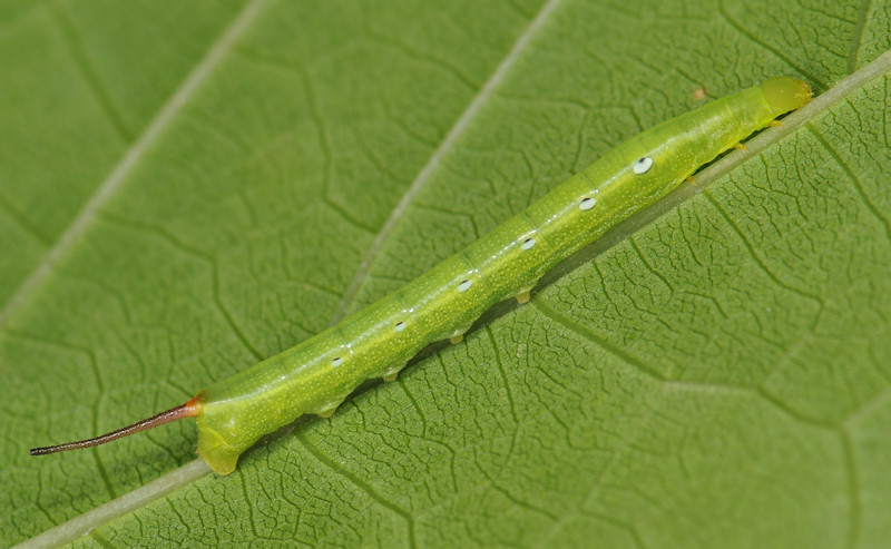 Theretra alecto, Sphingidae