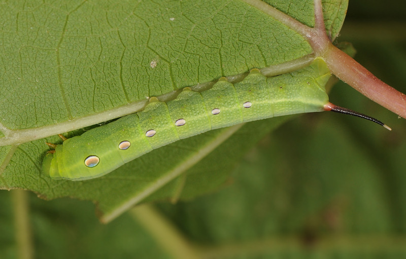Theretra alecto, Sphingidae