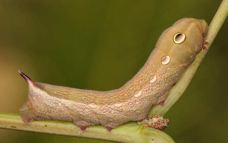 Theretra alecto, Sphingidae