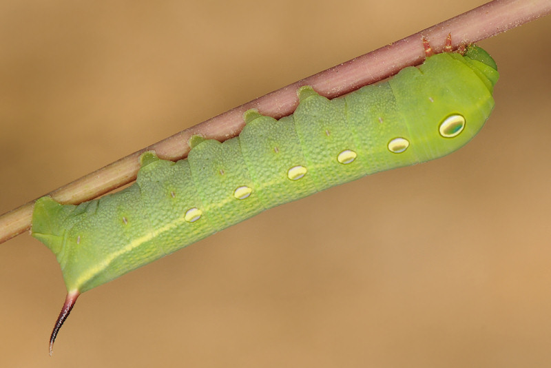 Theretra alecto, Sphingidae