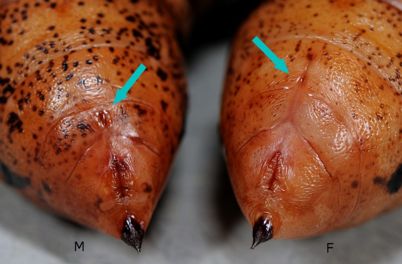 pupa di Daphnis nerii: come la allevo?