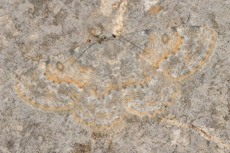 Charissa Variegata