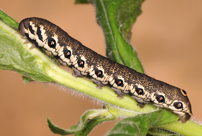 Ciclo vitale della Proserpinus proserpina