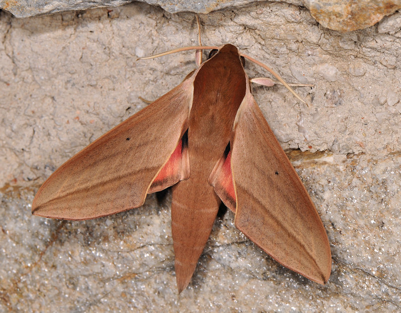 Theretra alecto, Sphingidae