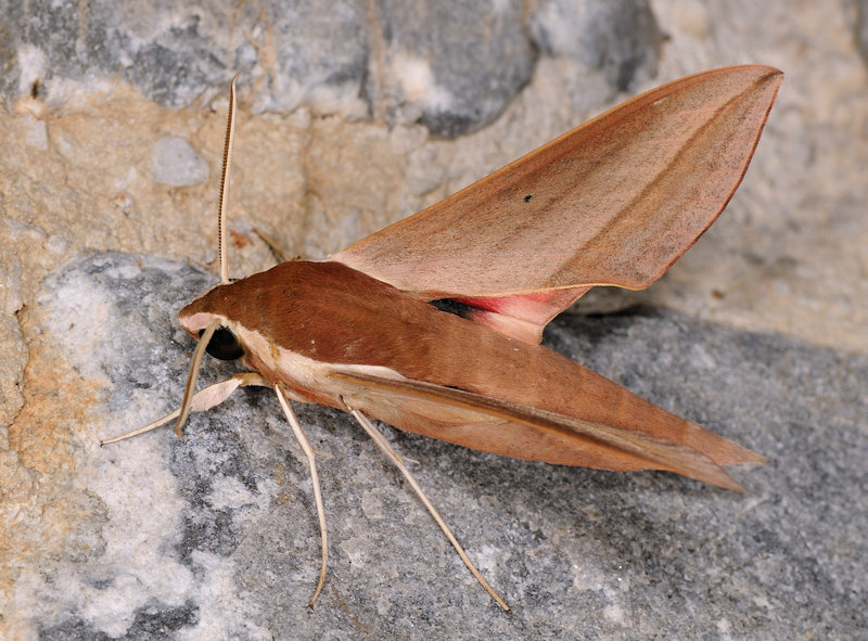 Theretra alecto, Sphingidae