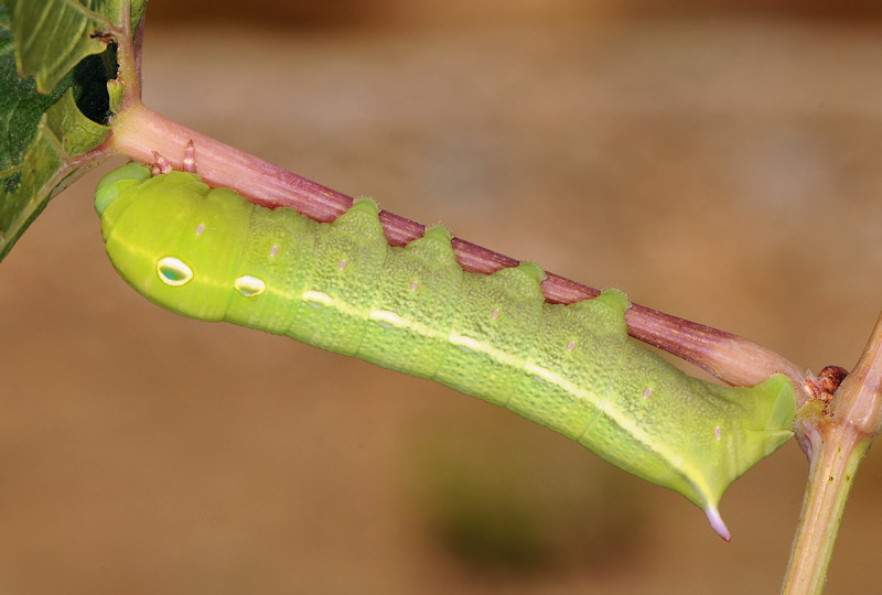 Theretra alecto, Sphingidae
