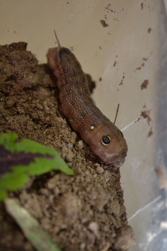 Ciao a tutti :) bisogno di informazioni :)