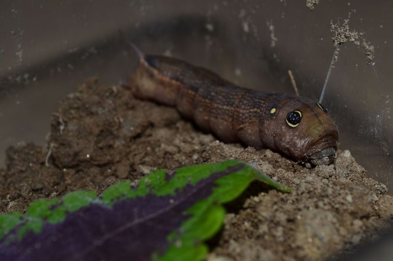 Ciao a tutti :) bisogno di informazioni :)