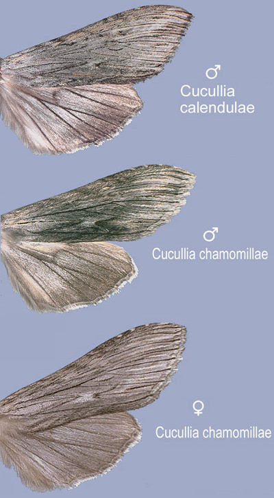 Cucullia chamomillae?