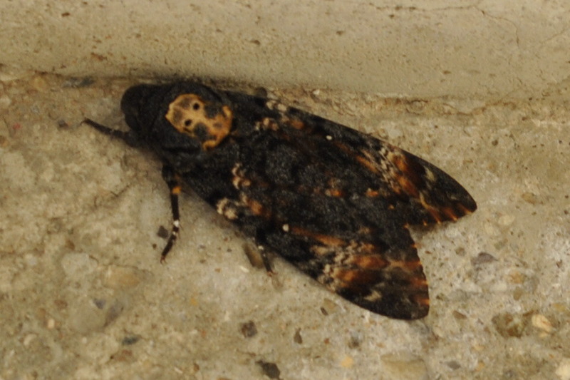 Mai vista una farfalla cos grande! - Acherontia atropos