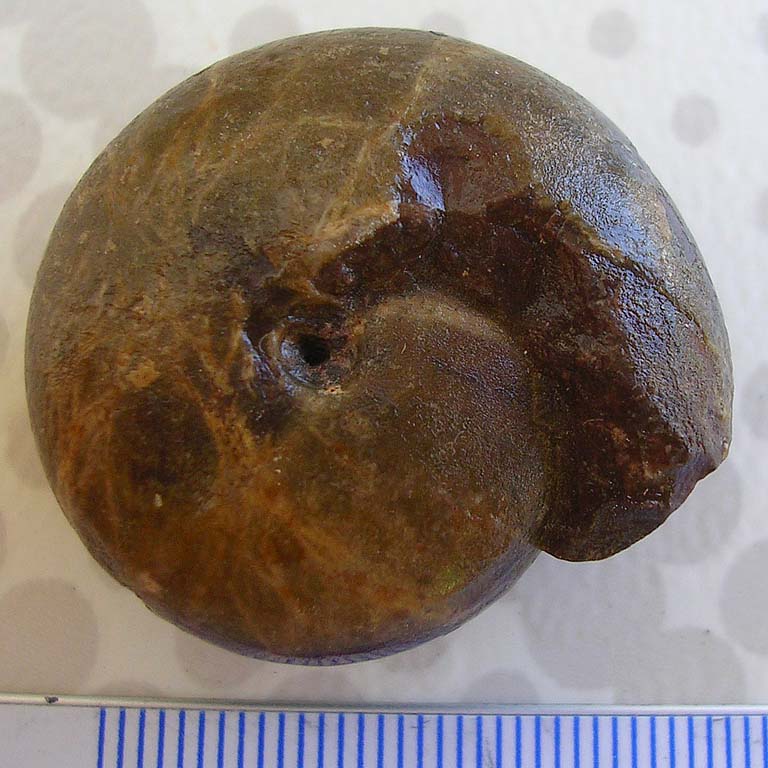 [FVG] ID ammonite (?) n.1