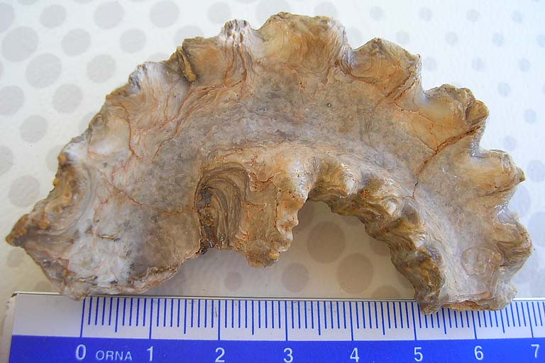 Conchiglia libica