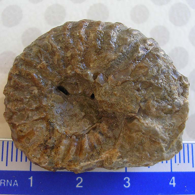 [FVG] ID ammonite (?) n.2