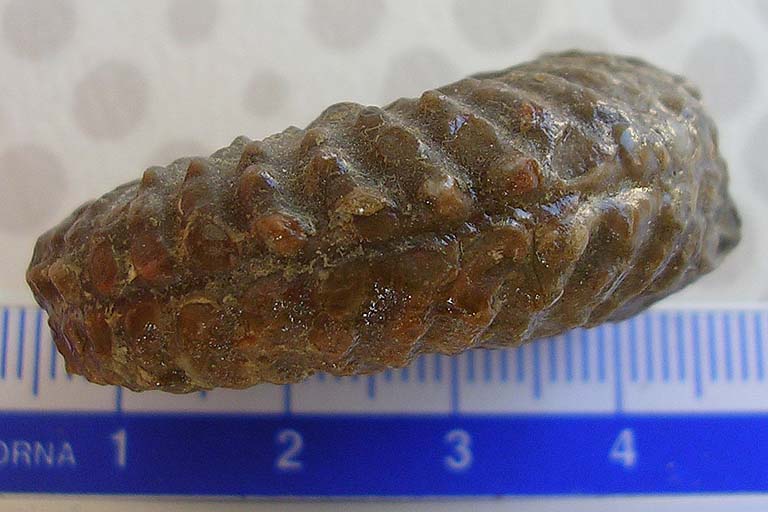 [FVG] ID ammonite (?) n.2