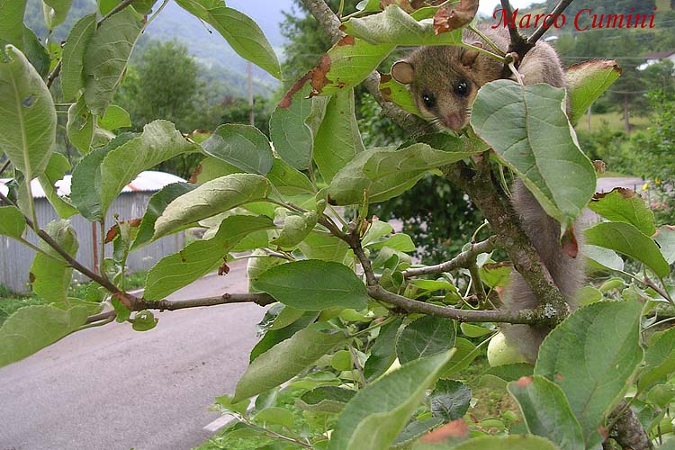 [FVG] Glis glis M
