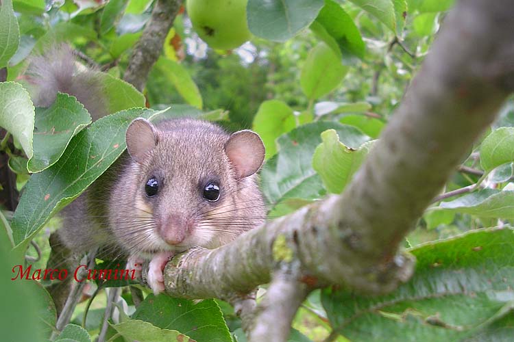 [FVG] Glis glis M