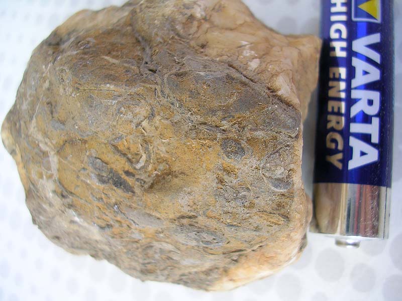 sono fossili o qualche conglomerato?
