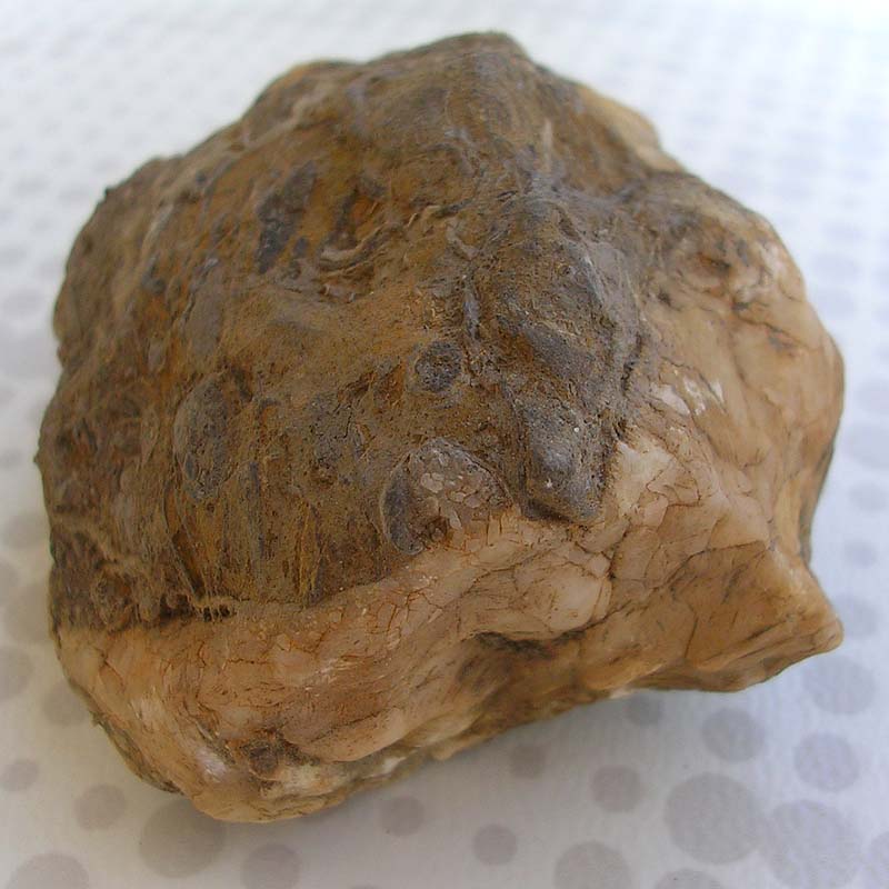 sono fossili o qualche conglomerato?