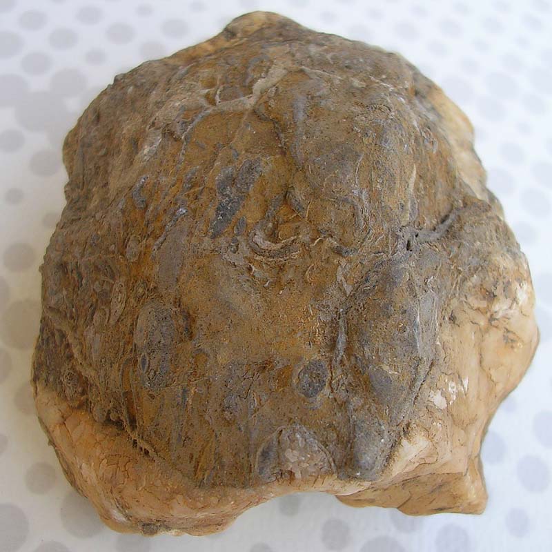 sono fossili o qualche conglomerato?