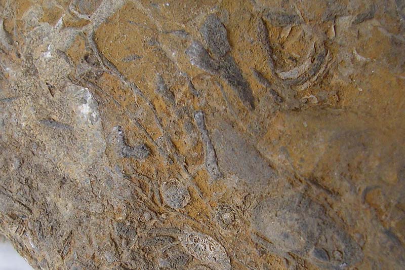 sono fossili o qualche conglomerato?