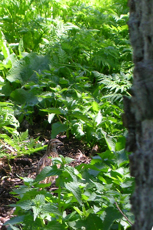 [FVG] Coturnix coturnix ?