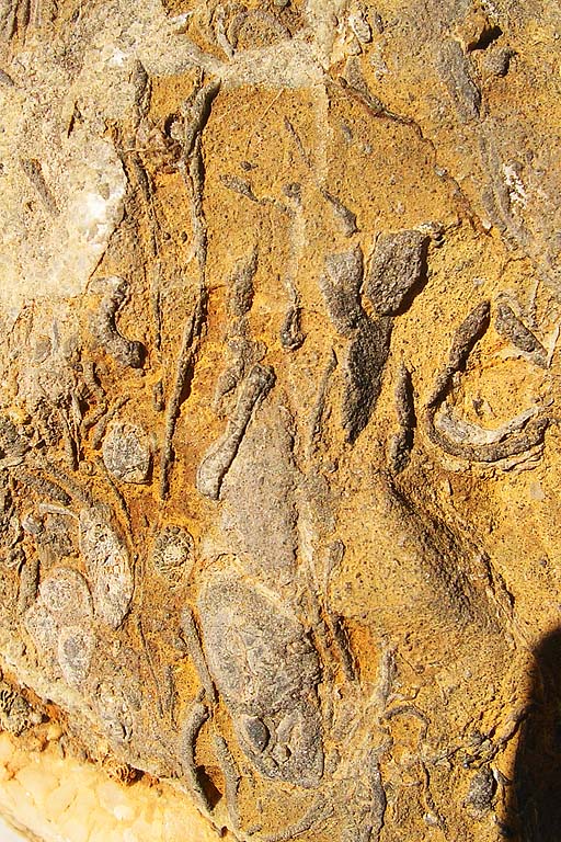 [FVG] ID gruppetto di fossili (& frammenti vari)