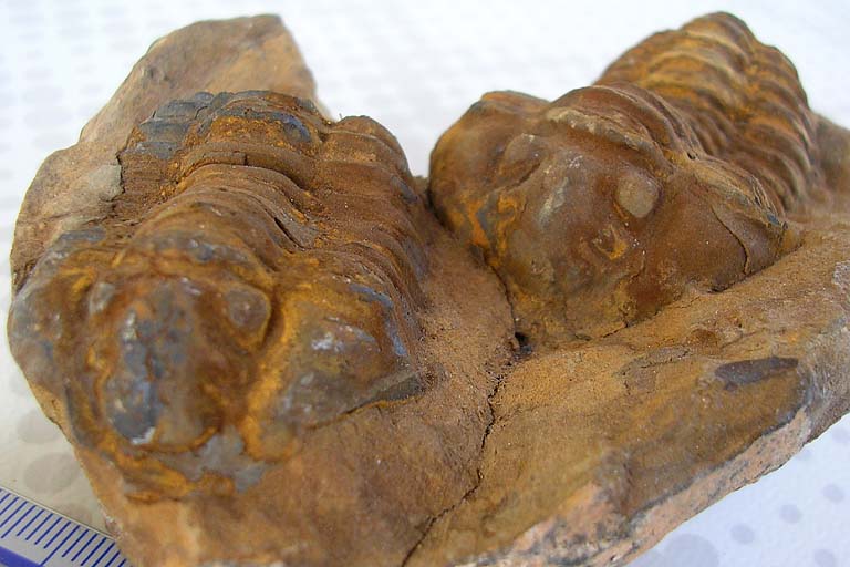 Trilobiti marocchine