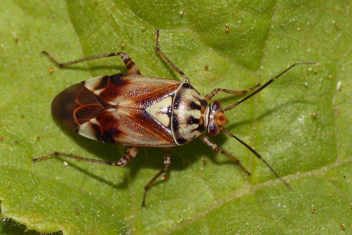 Lygus pratensis ?