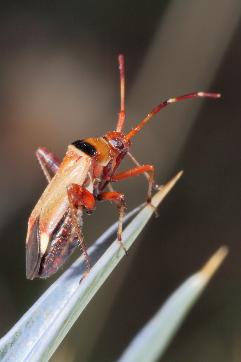 Miridae: Adelphocoris vandalicus delle Marche (MC)