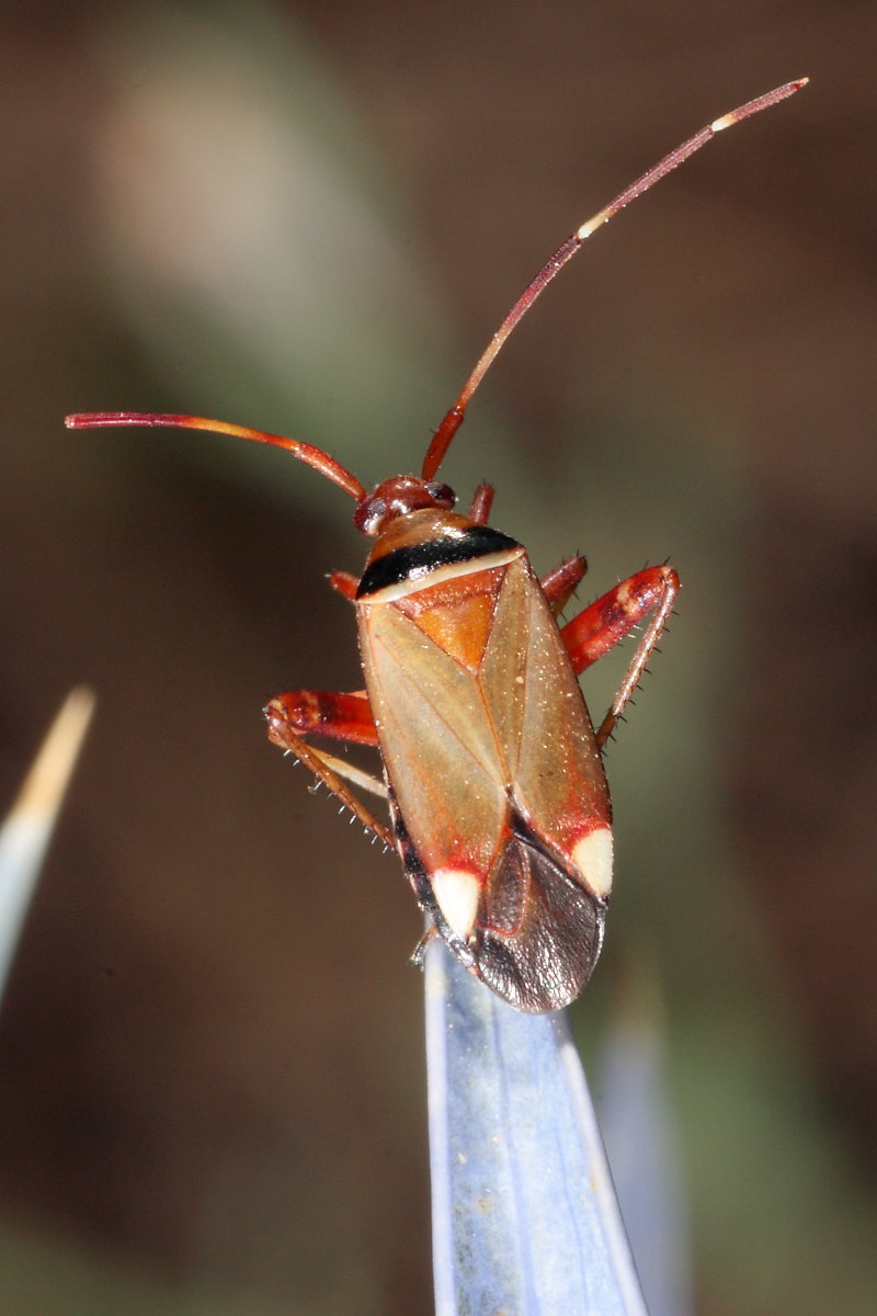 Miridae: Adelphocoris vandalicus delle Marche (MC)