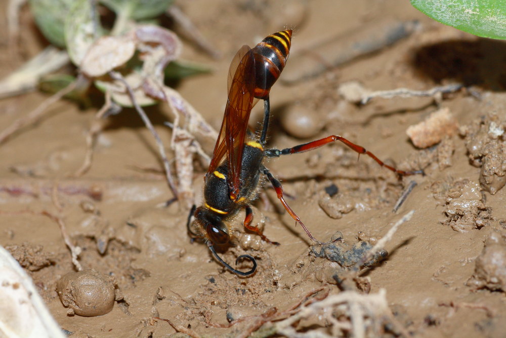 Sceliphron curvatum al lavoro