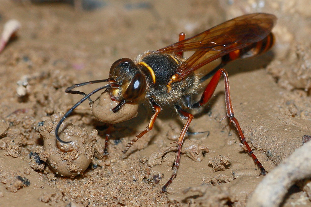 Sceliphron curvatum al lavoro