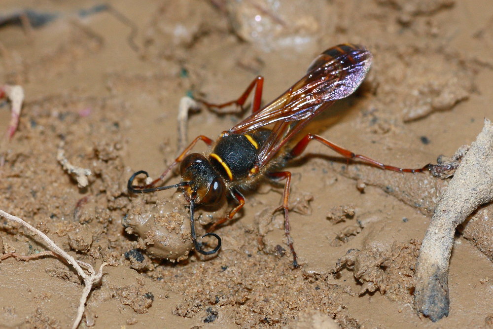 Sceliphron curvatum al lavoro