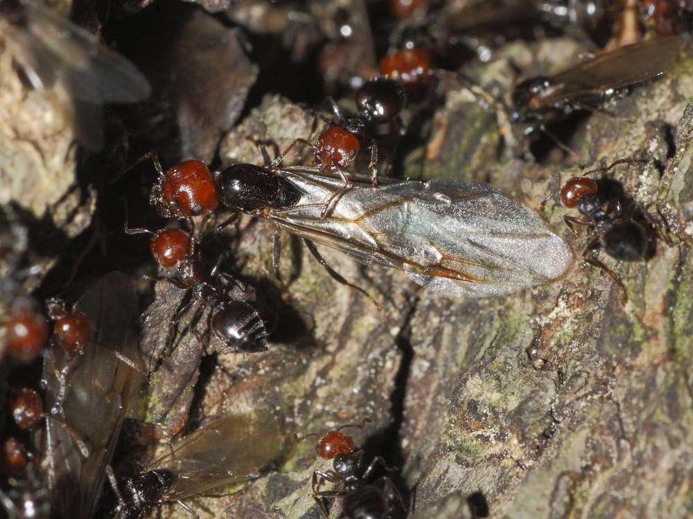 Crematogaster scutellaris: primo piano