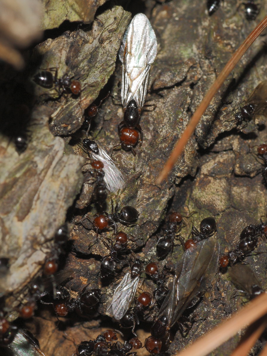 Crematogaster scutellaris: primo piano