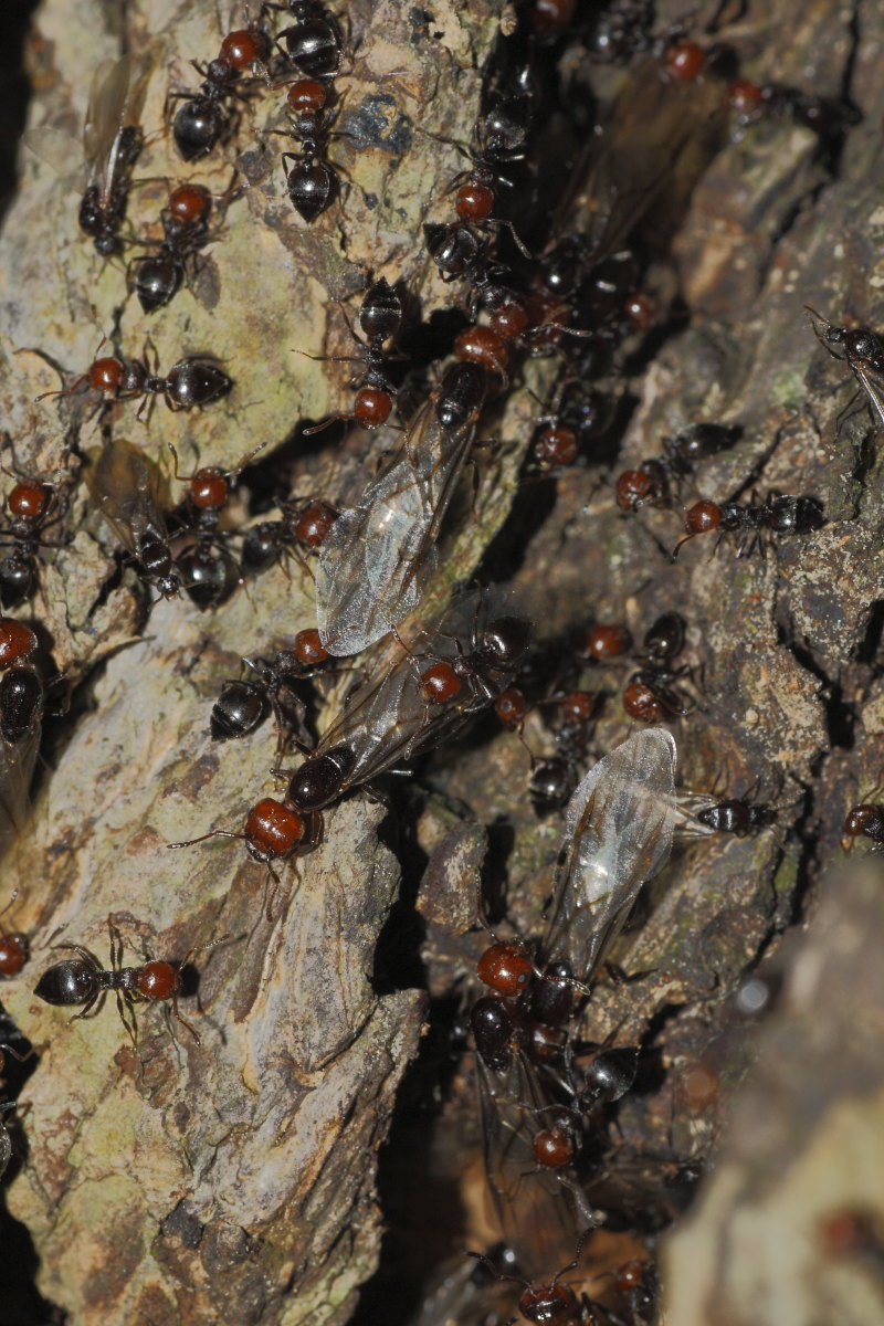 Crematogaster scutellaris: primo piano