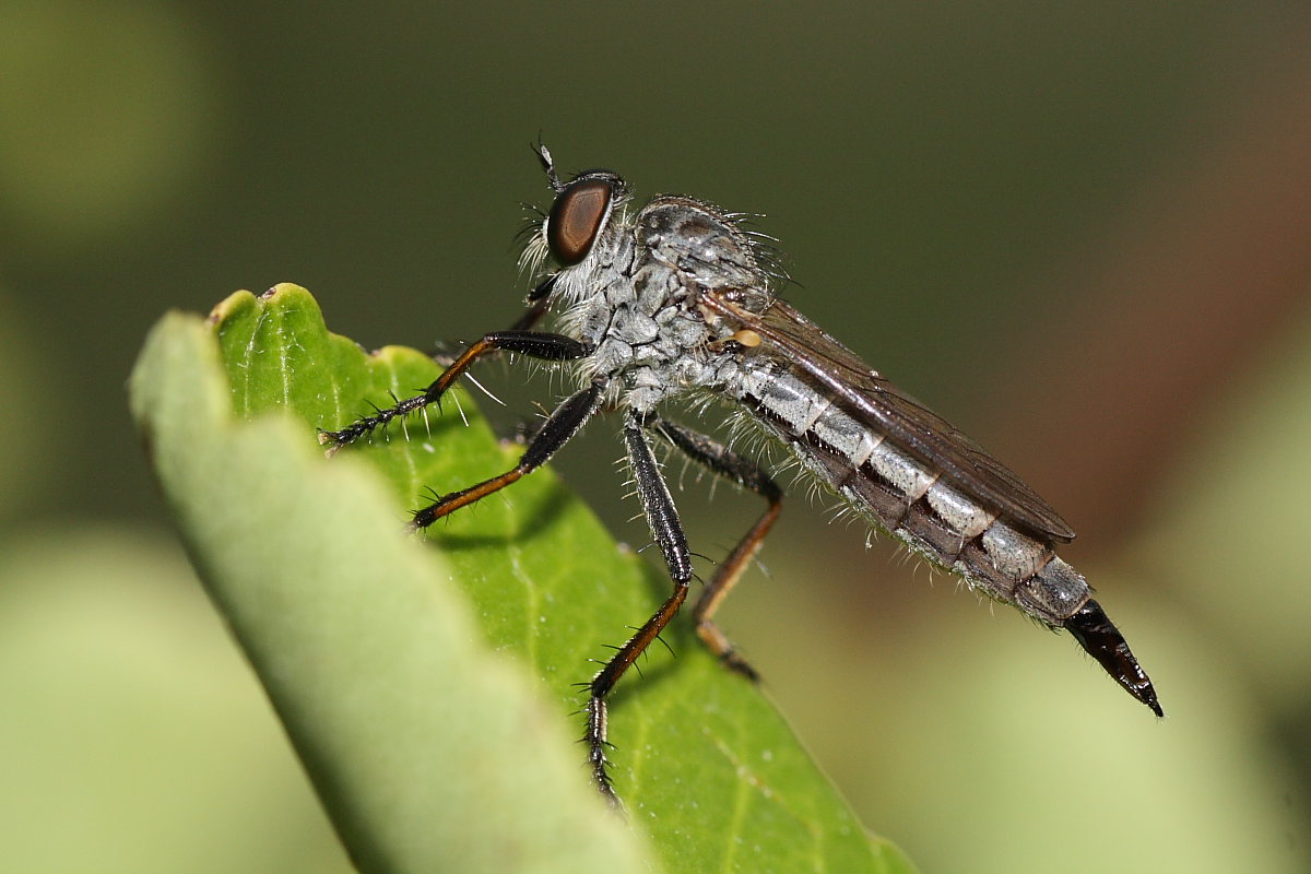Asilidae da identificare