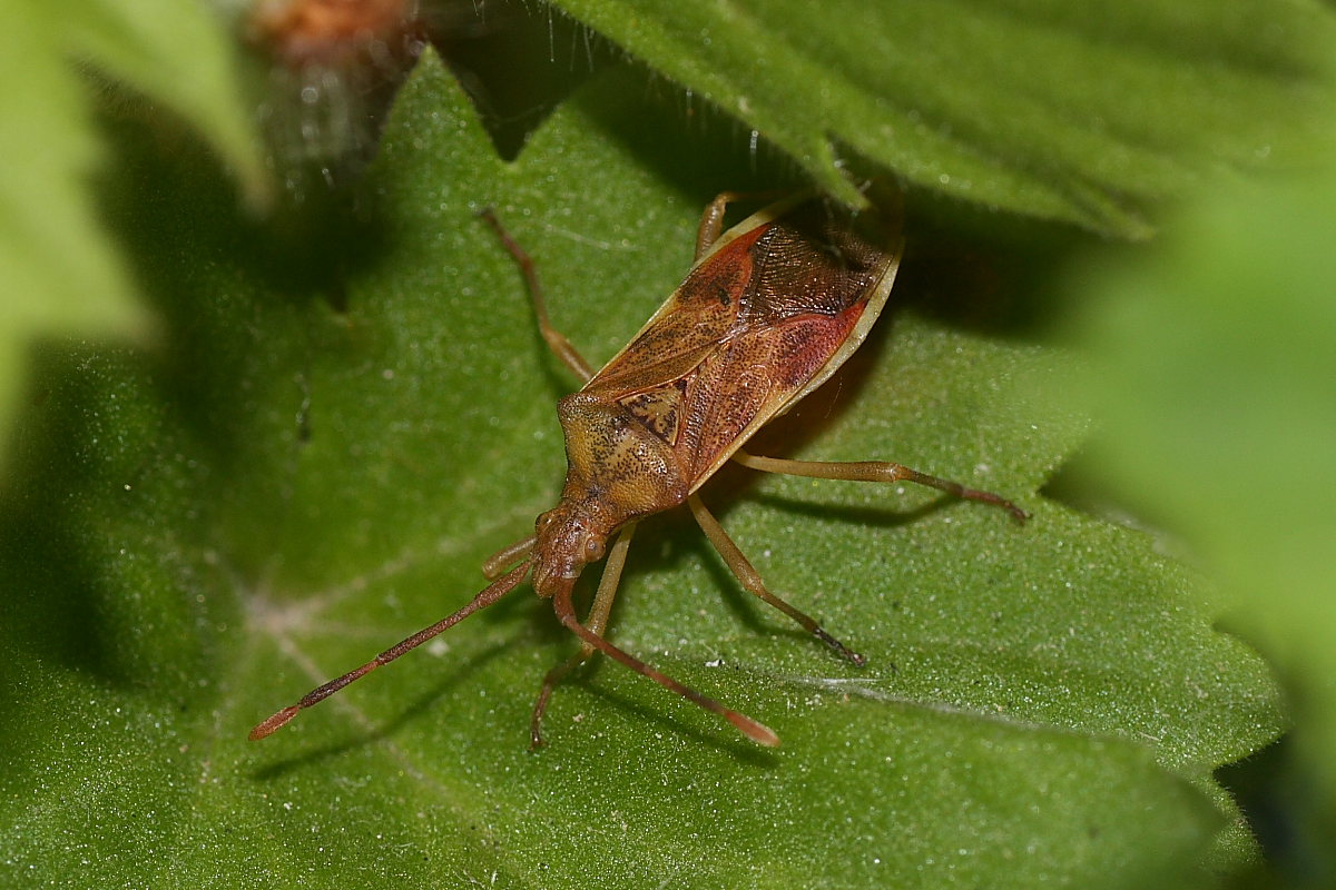 Coreidae: Gonocerus juniperi di Agugliano