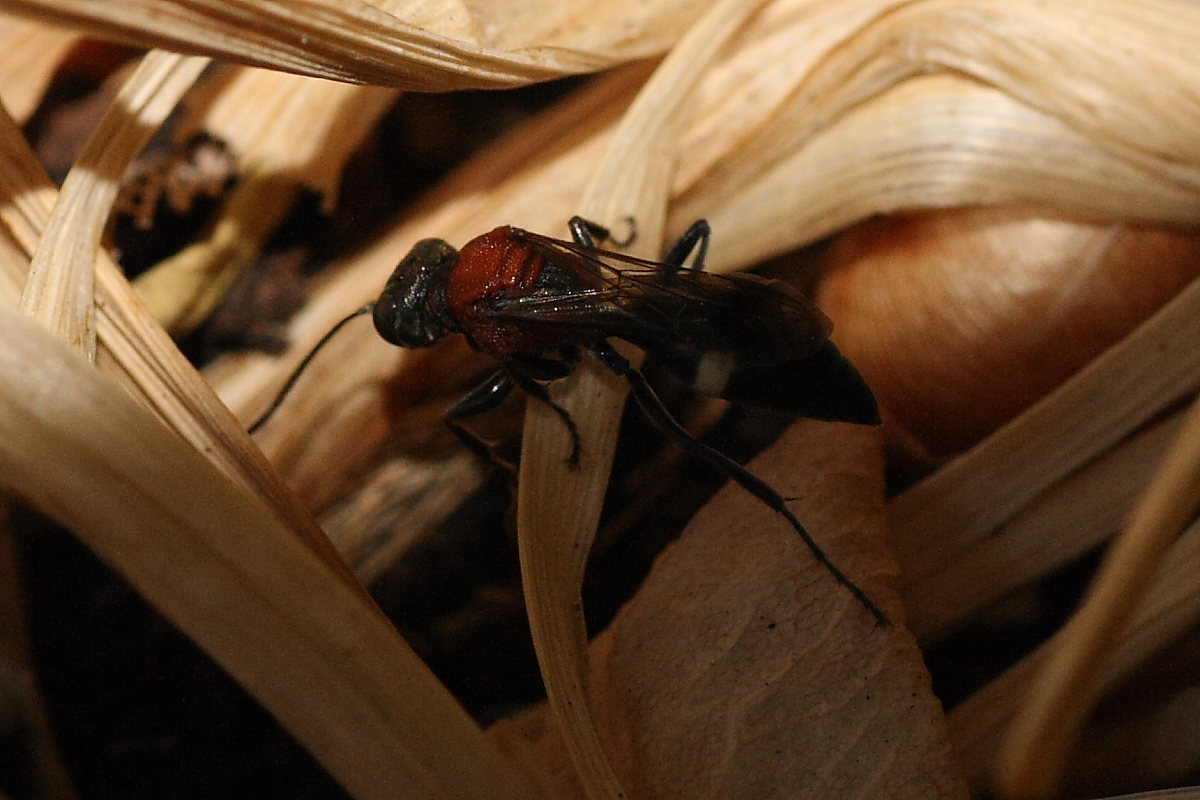 Oryttus concinnus