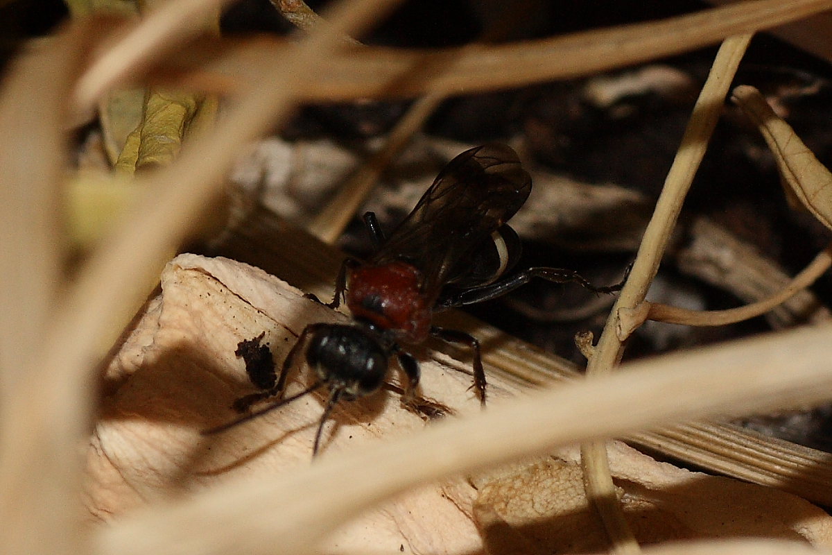 Oryttus concinnus