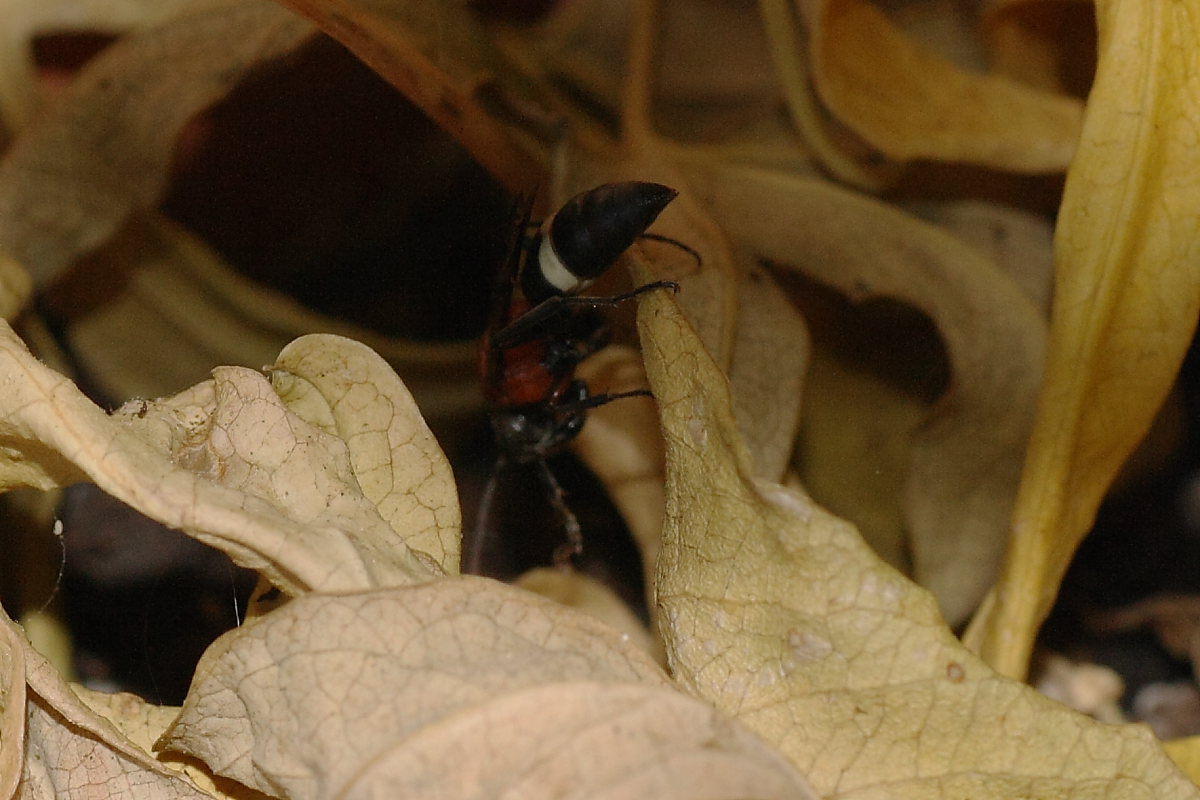 Oryttus concinnus