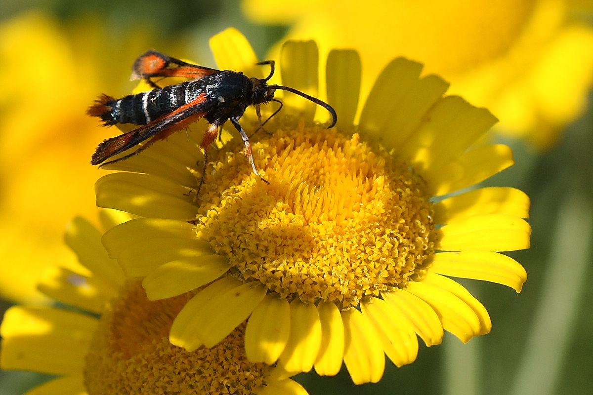 Pyropteron chrysidiforme ?