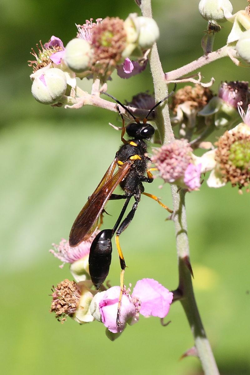 Sceliphron caementarium