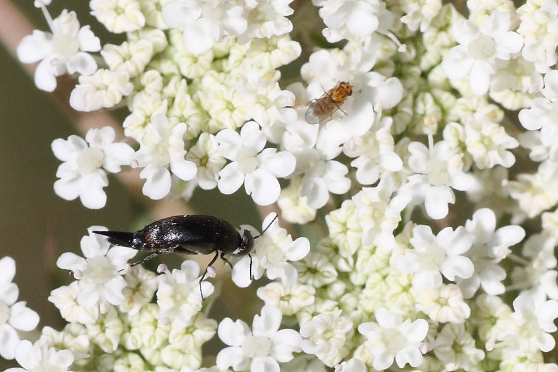 Ditteri microscopici:chloropidae